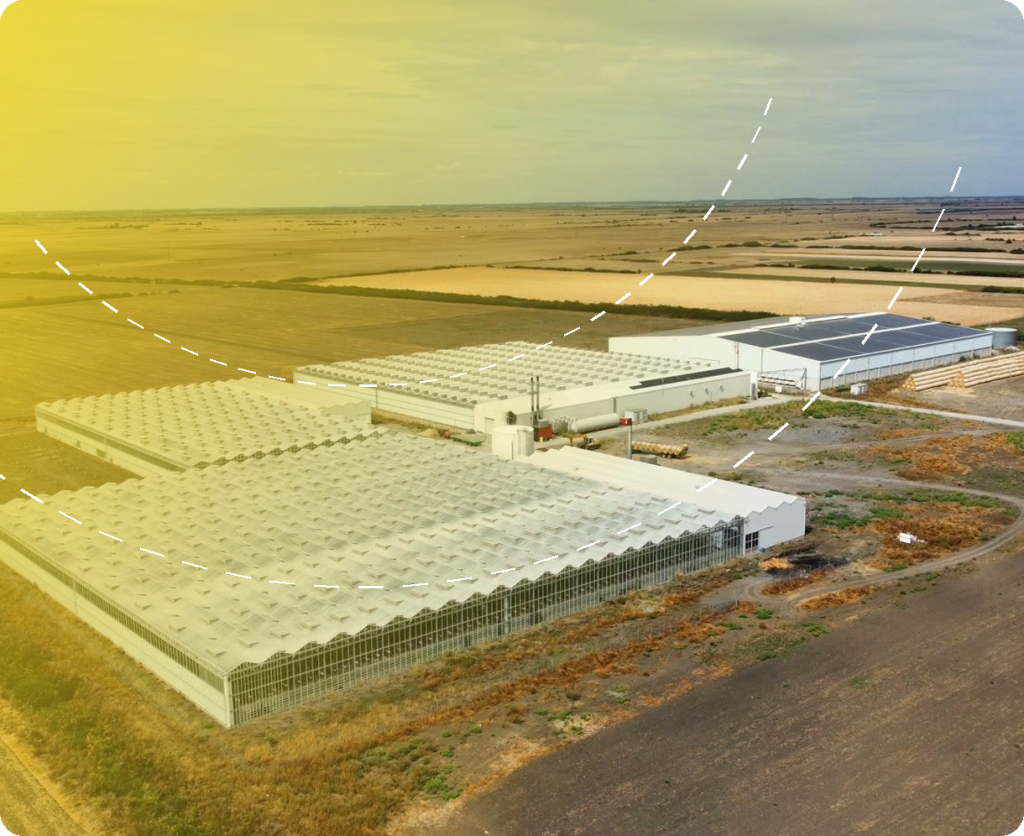 Seră de tomate Petrodial – Ciumeghiu – proiect de structură Prorezis Studio